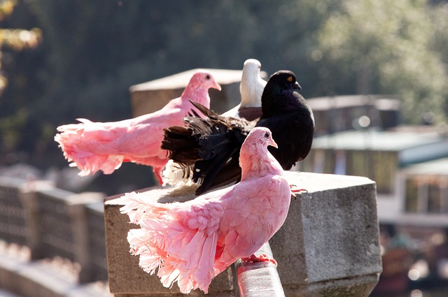 涯一直以敬 涯一直以敬
